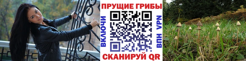 закладки  Санкт-Петербург  Псилоцибиновые грибы Psilocybine cubensis 